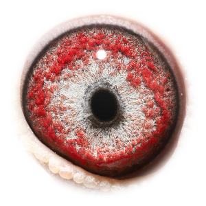 Eye of 2 times Maverick