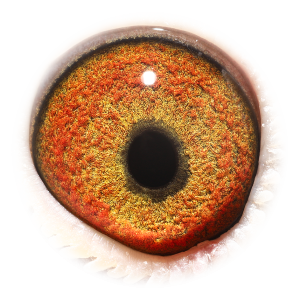 Eye of Skyfighter Pokerface