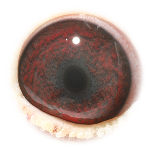 Eye of Special One Ragnar