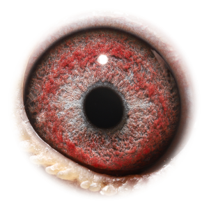 Eye of Crack 19 Daniel