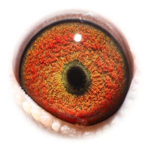 Eye of Pokerface Skyfighter