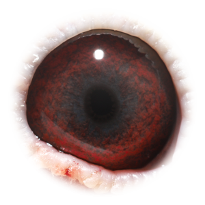 Eye of Double Prince Porsche