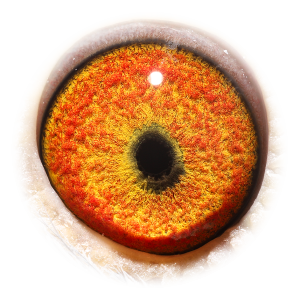 Eye of Double Pokerface