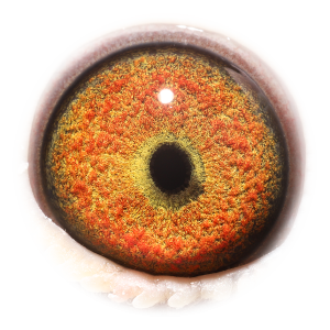 Eye of Junior Mechant BK