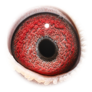 Eye of Grizzle BK Best Kittel