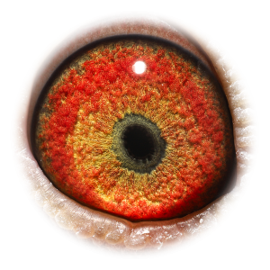 Eye of Sky Fighter Zabeel