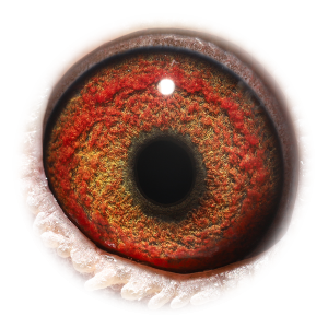 Eye of Cameron Maverick