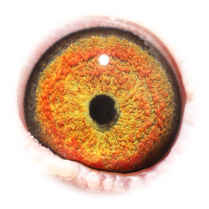 Eye of Super Inbred Pokerface