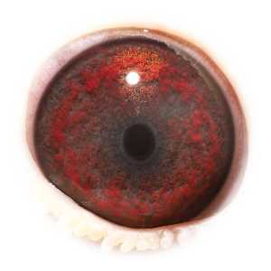Eye of Mavicko