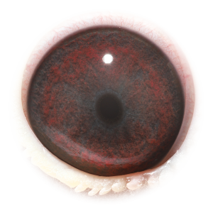 Eye of Super Kittel & BK II