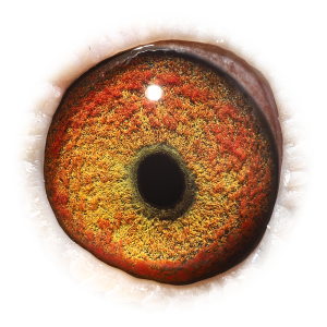 Eye of Bolyta