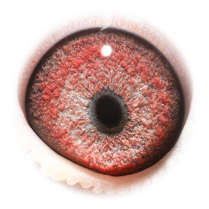 Eye of Best Kittel Maverick