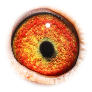 Eye of Pokerface Maverick