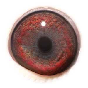 Eye of Porsche 911 Pokerface