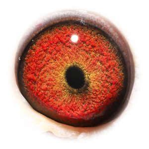 Eye of Porsche 911 & Panamera