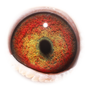 Eye of Sister Maverick