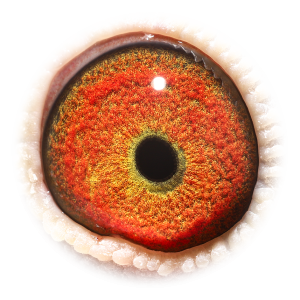 Eye of Skyfighter Maverick