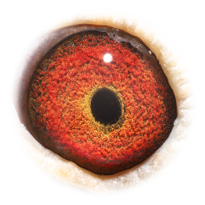 眼睛 新欧元直子X杨回血直孙女