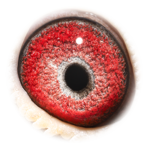 Eye of Romeo & Juliet - 2 x Rossi