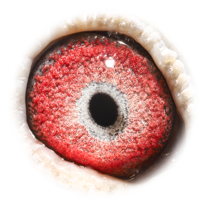 Eye of Romeo & Juliet - 2 x Rossi