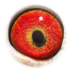 眼睛 新欧元近亲