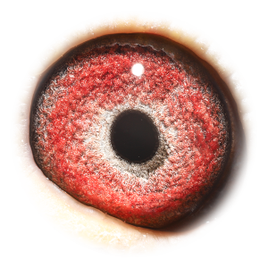 眼睛 浅斑灰直子X杨回血直孙女