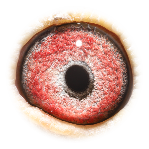 眼睛 浅斑灰直子X杨回血直孙女