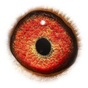 Eye of Rossi & Den As