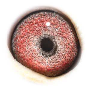 Eye of Brenda - Granddtr Rossi