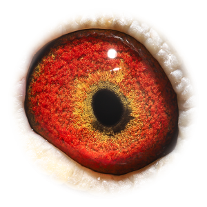 眼睛 罗西回血直孙