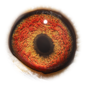 Eye of Dutch Girl Rossi