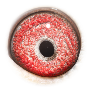 Eye of Rossi & Olympic Rico