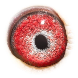 眼睛 罗西直子X奥林匹克瑞可直女