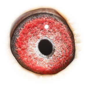 Eye of Rose - Grddtr Rossi