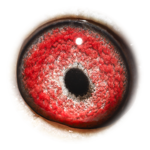 眼睛 杨回血直孙X奥林匹克03直孙女