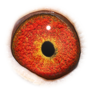 眼睛 新欧元扳机指