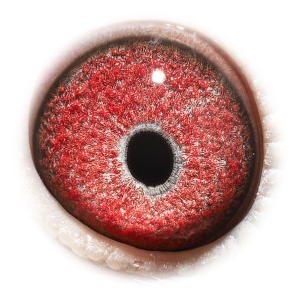 眼睛 新欧元近亲271