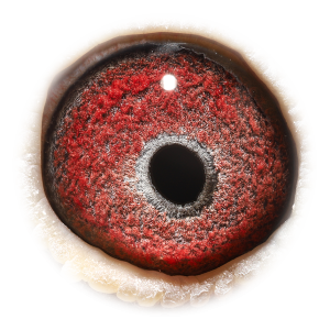 Eye of Cool Girl Rossi