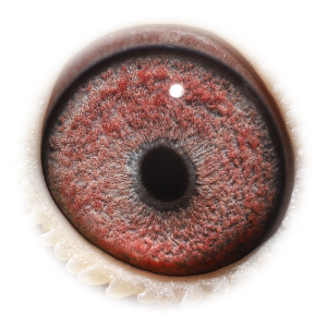 Eye of Will - Grandson Rossi