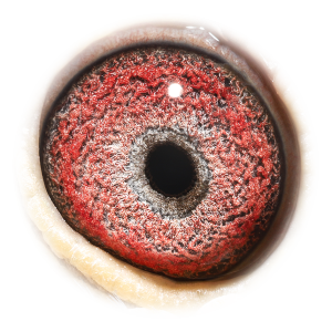 Eye of 'Romeo - Son Rossi'