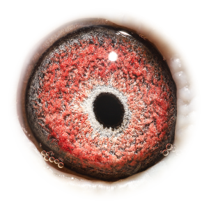 Oog van Grandson Jupiter