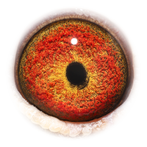 Oog van Jupiter Big Ben