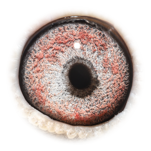 眼睛 Primo No Limit