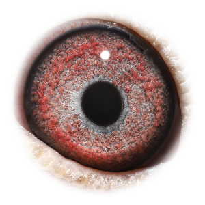 Oog van Grandson Big Ben