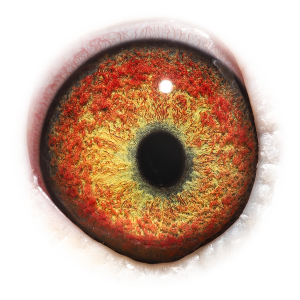 Oog van Granddtr Secretariat