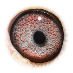 Oog van King & Miss Jupiter