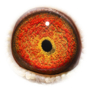 Oog van Granddtr Olympic Jozef