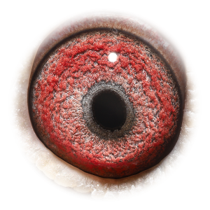 眼睛 Big Ben Lewandowski