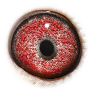 Oog van Big Ben & Red Harry