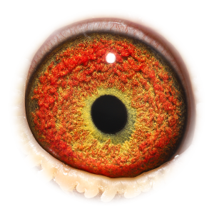 眼睛 Murphy's Jupiter Boy